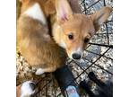 Pembroke Welsh Corgi Puppy for sale in Trenton, NJ, USA