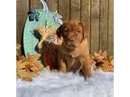 Labrador Retriever Puppy for sale in Giddings, TX, USA