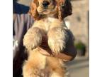 Cocker Spaniel Puppy for sale in Brownsboro, TX, USA
