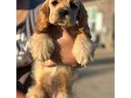 Cocker Spaniel Puppy for sale in Brownsboro, TX, USA