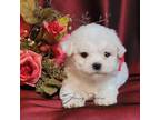 Bichon Frise Puppy for sale in Bremen, GA, USA