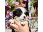 Pembroke Welsh Corgi Puppy for sale in Ocala, FL, USA