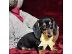 Dachshund Puppy for sale in Saint Cloud, FL, USA