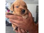 Cocker Spaniel Puppy for sale in Saint Cloud, FL, USA