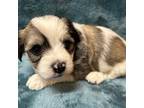Coton de Tulear Puppy for sale in Asheville, NC, USA