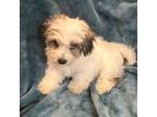 Coton de Tulear Puppy for sale in Asheville, NC, USA