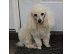 Poodle (Toy) Puppy for sale in Sabillasville, MD, USA