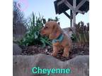 Dachshund Puppy for sale in Oskaloosa, KS, USA