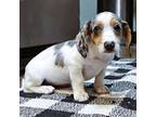 Dachshund Puppy for sale in Keosauqua, IA, USA
