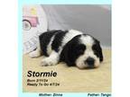 Stormie