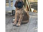 Great Dane Puppy for sale in Red Lion, PA, USA
