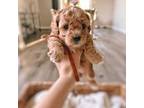 Poodle (Toy) Puppy for sale in Charlotte, NC, USA