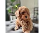 Poodle (Toy) Puppy for sale in Charlotte, NC, USA