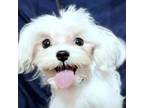 Maltese Puppy for sale in Aberdeen, WA, USA
