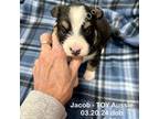 Jacob-2.8lbs