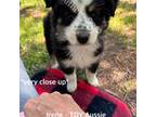 Miniature Australian Shepherd Puppy for sale in Cassville, MO, USA