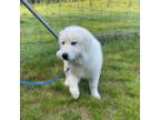 Great Pyrenees Puppy for sale in Palmer, MA, USA