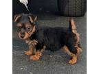 Australian Terrier Puppy for sale in Rocky Mount, NC, USA