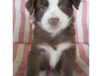 Australian Shepherd Puppy for sale in Lawrenceburg, KY, USA