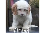 Cavapoo Puppy for sale in Winchester, VA, USA