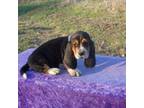 Basset Hound Puppy for sale in Kansas City, MO, USA