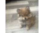 Pomeranian Puppy for sale in Stewartville, MN, USA