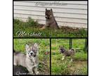 Siberian Husky Puppy for sale in Bloomfield, IN, USA