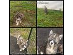 Siberian Husky Puppy for sale in Bloomfield, IN, USA