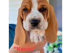 Basset Hound Puppy for sale in Greer, SC, USA