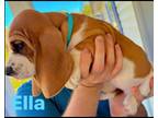 Basset Hound Puppy for sale in Greer, SC, USA