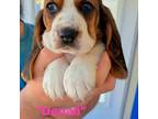 Basset Hound Puppy for sale in Greer, SC, USA