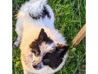 Pomeranian Puppy for sale in Lineville, AL, USA