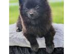 Pomeranian Puppy for sale in Lineville, AL, USA