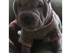 Chinese Shar-Pei Puppy for sale in Hollywood, FL, USA