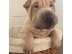Chinese Shar-Pei Puppy for sale in Hollywood, FL, USA