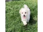 Maltese Puppy for sale in Romeoville, IL, USA