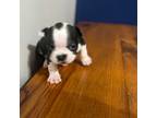 French Bulldog Puppy for sale in Jonesborough, TN, USA