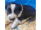 Border Collie Puppy for sale in Drury, MO, USA