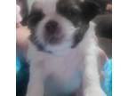 Shih Tzu Puppy for sale in Jacksonville, IL, USA