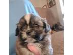 Shih Tzu Puppy for sale in Jacksonville, IL, USA