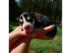 Siberian Husky Puppy for sale in Anderson, SC, USA