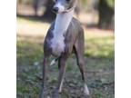 Italian Greyhound Puppy for sale in Marietta, GA, USA