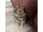 Pomeranian Puppy for sale in Stewartville, MN, USA