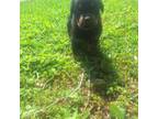 Rottweiler Puppy for sale in Kissimmee, FL, USA