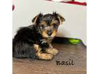 Yorkshire Terrier Puppy for sale in Waldorf, MD, USA