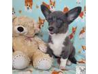 Cardigan Welsh Corgi Puppy for sale in Bradenton, FL, USA