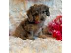 Poodle (Toy) Puppy for sale in Spicer, MN, USA