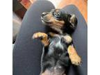 Dachshund Puppy for sale in Arlington, WA, USA