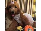 Goldendoodle Puppy for sale in Indianapolis, IN, USA