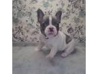 French Bulldog Puppy for sale in Zionsville, IN, USA